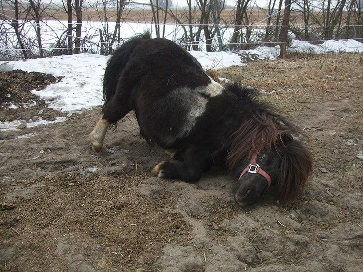 Shetlænder Stjernens Mini-Ness billede 11
