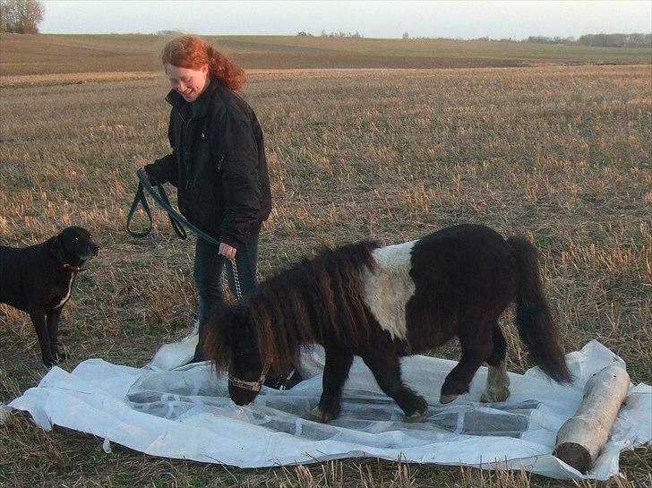 Shetlænder Stjernens Mini-Ness - Presseninger  er ikke farlige, heller ikke første gang man møder dem! billede 12