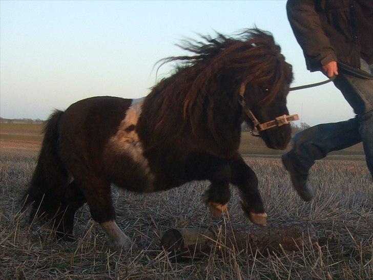 Shetlænder Stjernens Mini-Ness - Lille springhyp <3 billede 3