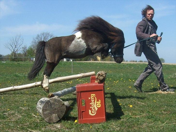 Shetlænder Stjernens Mini-Ness - Supernæsen <3 billede 13