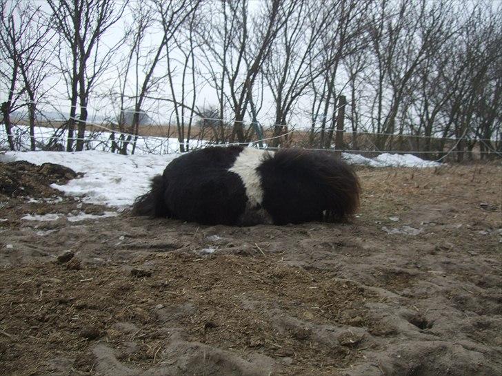 Shetlænder Stjernens Mini-Ness - Hjertet på ryggen <3 billede 14