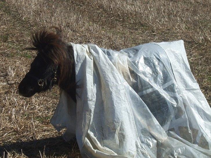 Shetlænder Stjernens Mini-Ness - Vrinsk fra Mininess, tak fordi i kiggede forbi! billede 17