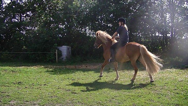 Islænder Faxi  - Miig og Faxi sommer 2010<3 Foto: Sissel<3 billede 5