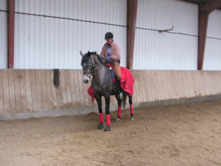 Dansk Varmblod SÅDAN Selina billede 16