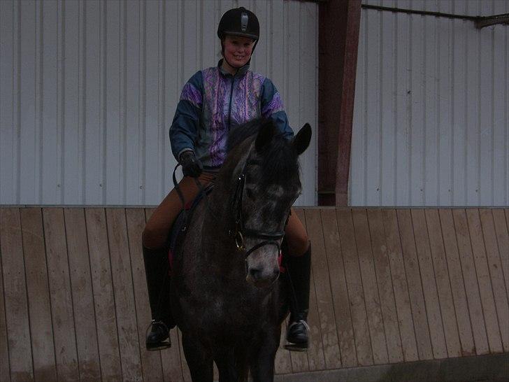 Dansk Varmblod SÅDAN Selina billede 17