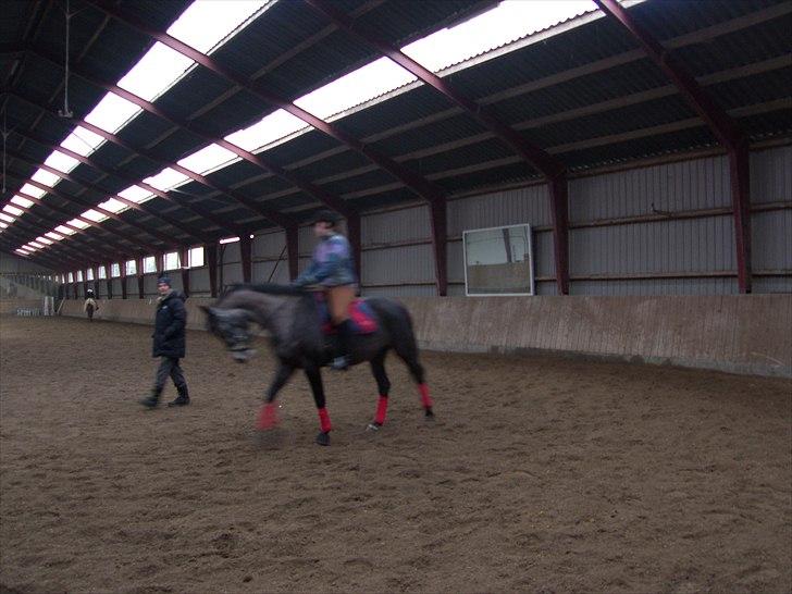 Dansk Varmblod SÅDAN Selina billede 18