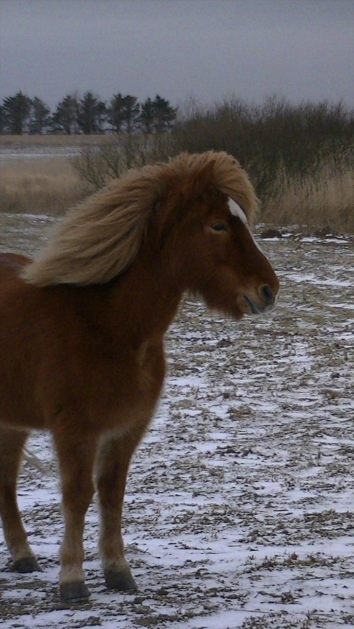 Islænder Faxi  - Faxi i juleferien 2011<3 Foto: miig billede 7
