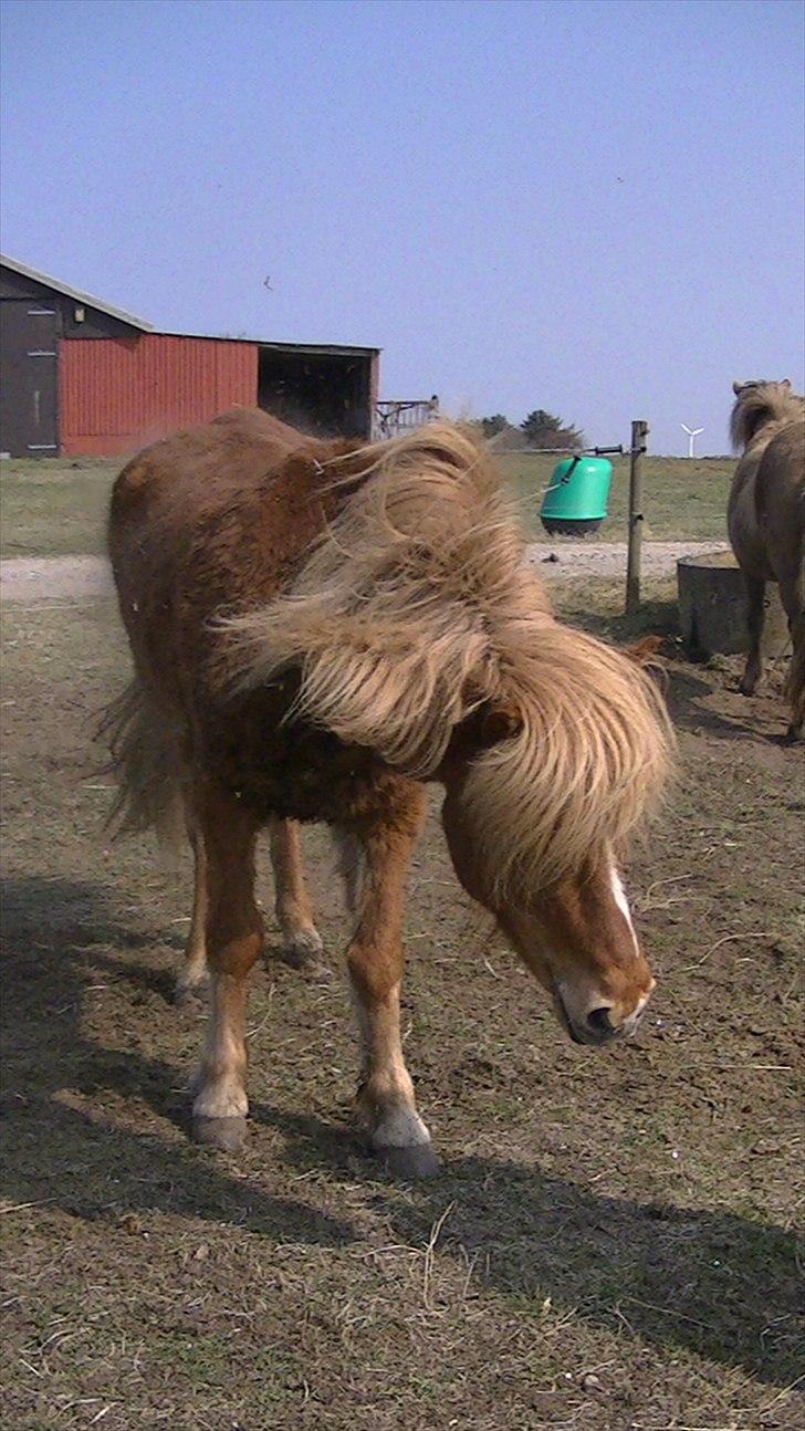Islænder Faxi  - Faxi på fold Påsken 2011<3  Ryste, Ryste<3 Foto: Miiig billede 10