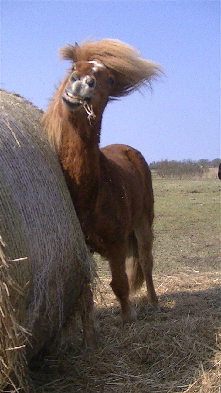 Islænder Faxi  - Faxi på fold Påsken 2011<3  Det klør!<3 Foto: Miiig billede 11