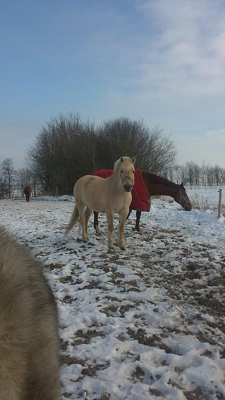 Fjordhest Skovvejens Rødtop (tidl part) billede 16