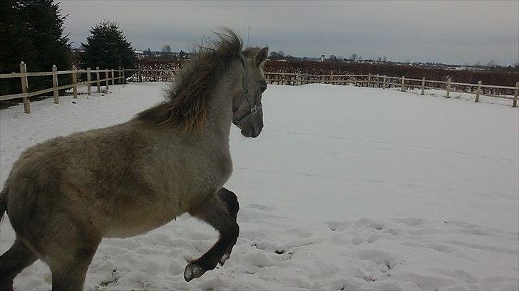 Anden særlig race Breaking Dawn * solgt :' * - baby der er ude og lege på banen ! :D billede 10