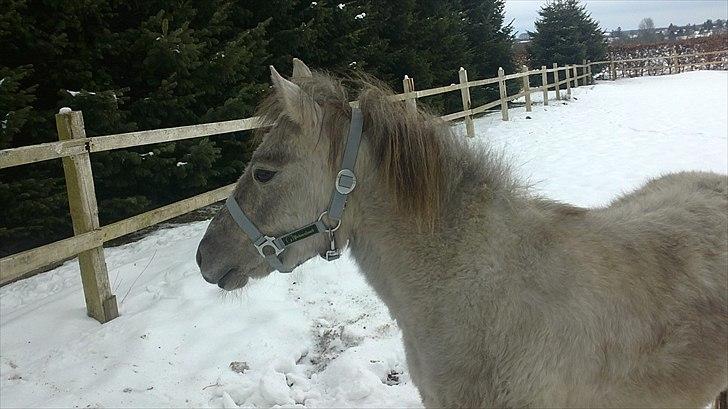 Anden særlig race Breaking Dawn * solgt :' * billede 11