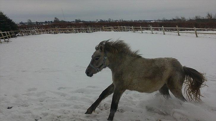 Anden særlig race Breaking Dawn * solgt :' * billede 12