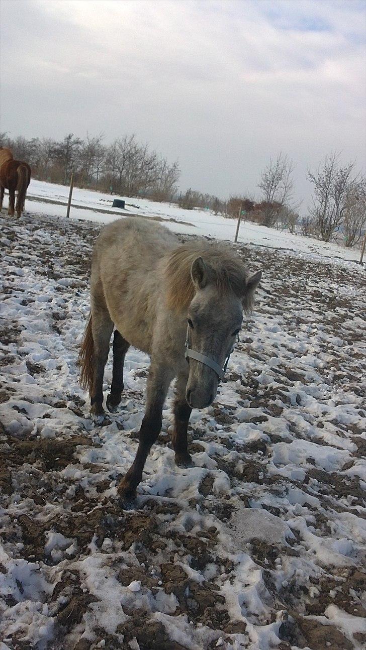 Anden særlig race Breaking Dawn * solgt :' * billede 14