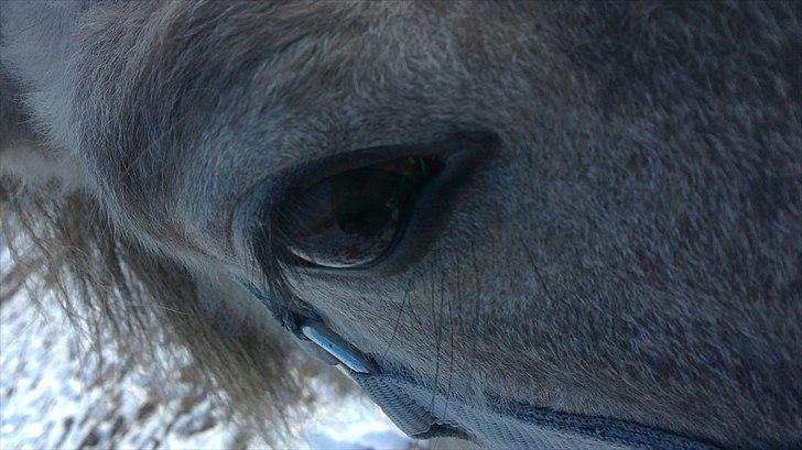 Anden særlig race Breaking Dawn * solgt :' * billede 16