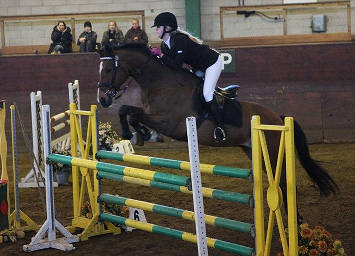 Hollandsk Varmblod Siroko billede 8