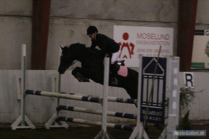 Welsh Partbred (Sec F) Wendy Van De Gezandebaan - LA på lykkeshøj. foto: Malene Markmann. billede 7