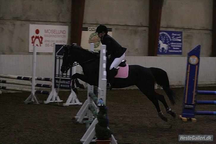 Welsh Partbred (Sec F) Wendy Van De Gezandebaan - LB på lykkeshøj. foto: Malene Markmann. billede 8