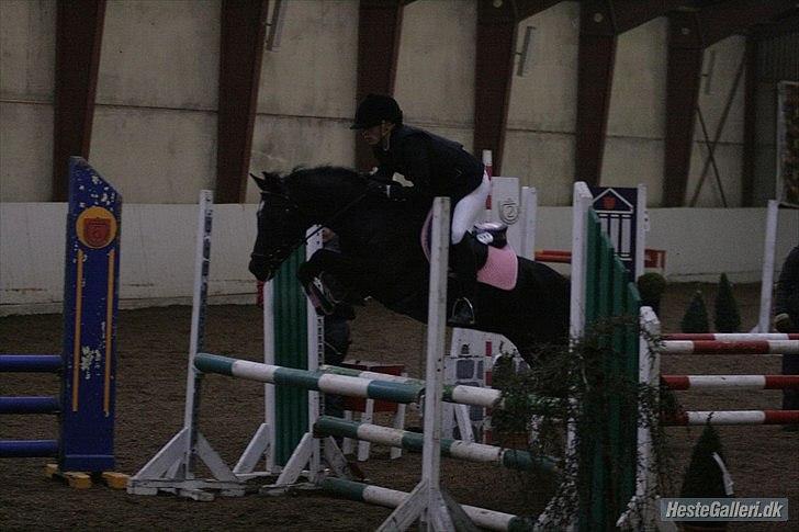 Welsh Partbred (Sec F) Wendy Van De Gezandebaan - LB på lykkeshøj. foto: Malene Markmann. billede 9