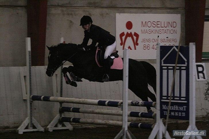Welsh Partbred (Sec F) Wendy Van De Gezandebaan - LB på lykkeshøj. foto: Malene Markmann. billede 10