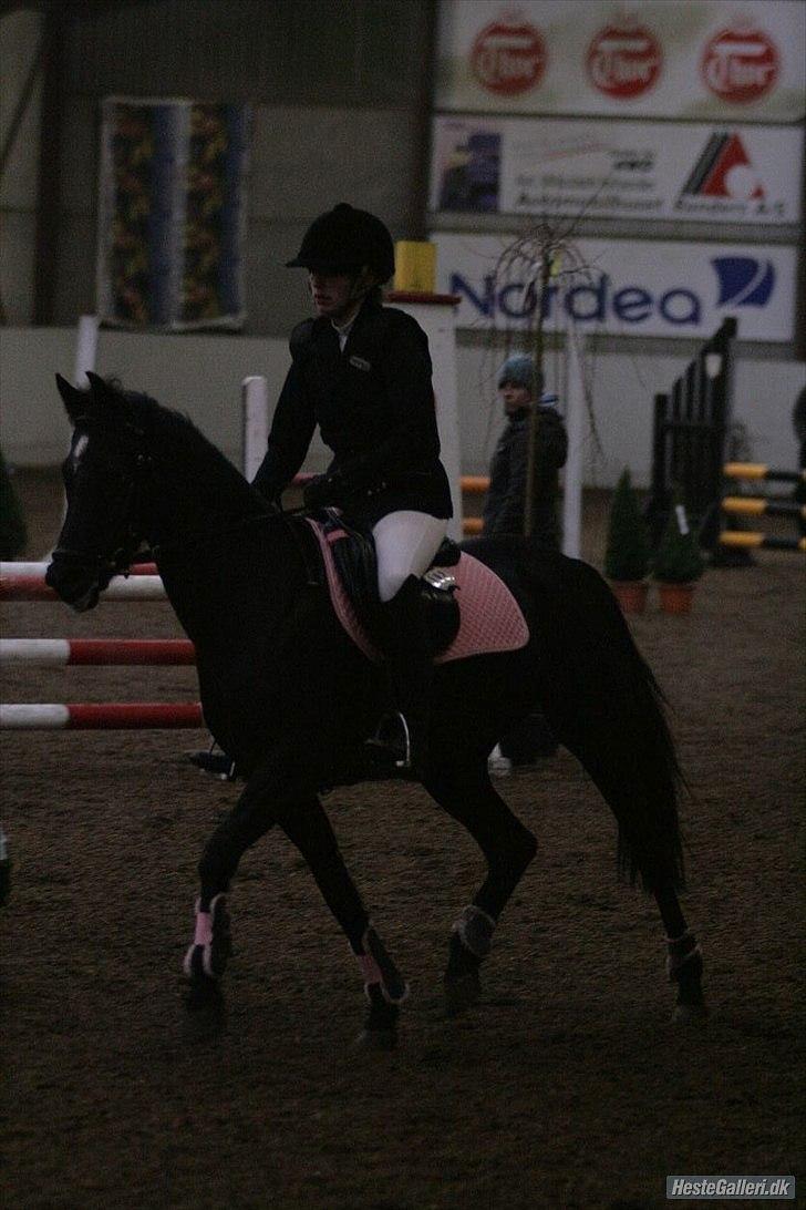 Welsh Partbred (Sec F) Wendy Van De Gezandebaan - LA på lykkeshøj. foto: Malene Markmann. billede 11