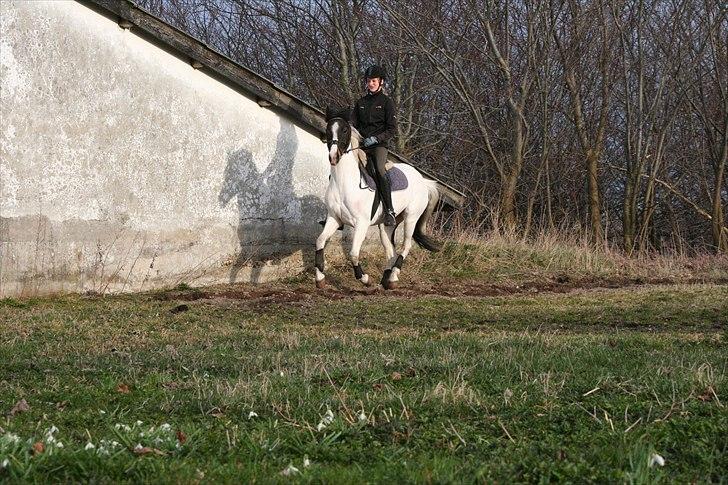 Pinto Duchess R.I.P. - min lille bølle fuld fart frem :P<3 Dressur d. 04-04-11 Foto: Jakob Østergård :) billede 12