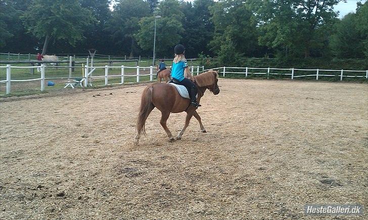 Anden særlig race Otto  - en tur på den udendørs ride bane billede 3