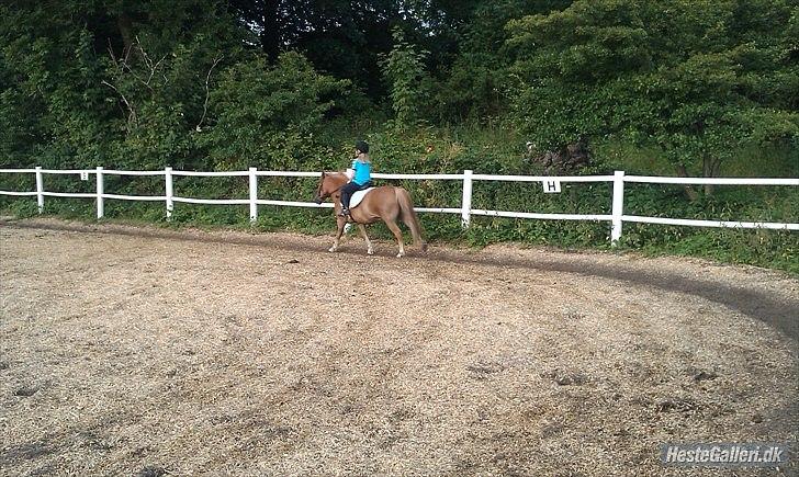 Anden særlig race Otto  - nu går de i galop :) billede 4