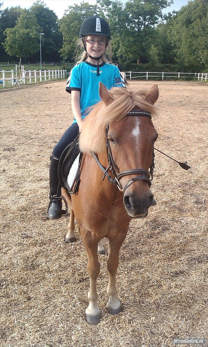 Anden særlig race Otto  - se mig billede 5