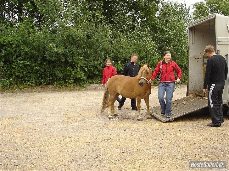 Anden særlig race Otto  - hjemme igen billede 6