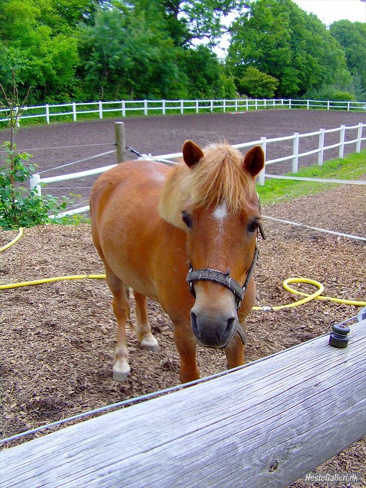 Anden særlig race Otto  - er jeg ikke sød billede 7