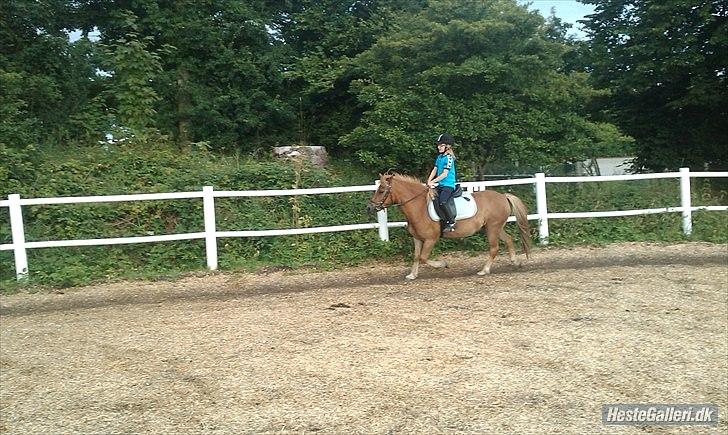 Anden særlig race Otto  - se lige mig billede 8