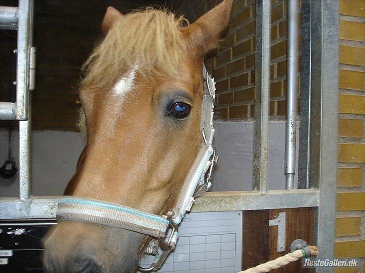 Anden særlig race Otto  - hej med dig billede 9