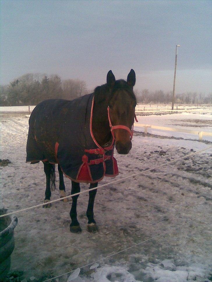 Anden særlig race Kroghgårds Luna billede 13