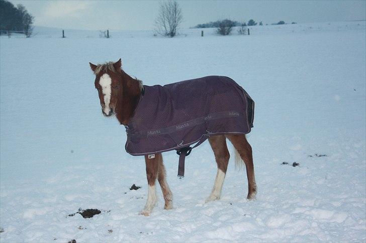 Welsh Mountain (sec A) Ellgaard´s Beta´Bam-Bam billede 7