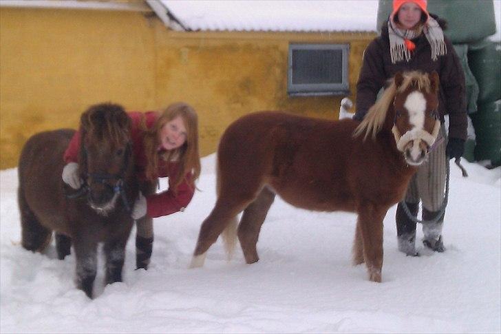 Welsh Mountain (sec A) Ellgaard´s Beta´Bam-Bam billede 8