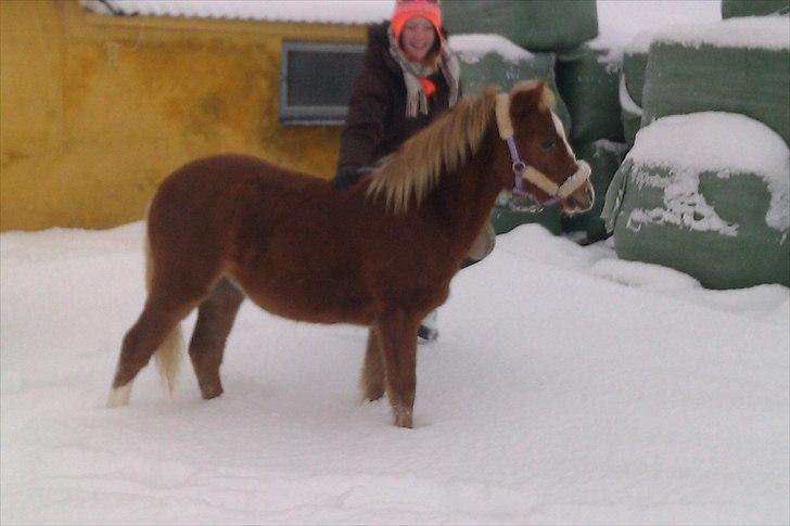 Welsh Mountain (sec A) Ellgaard´s Beta´Bam-Bam billede 9