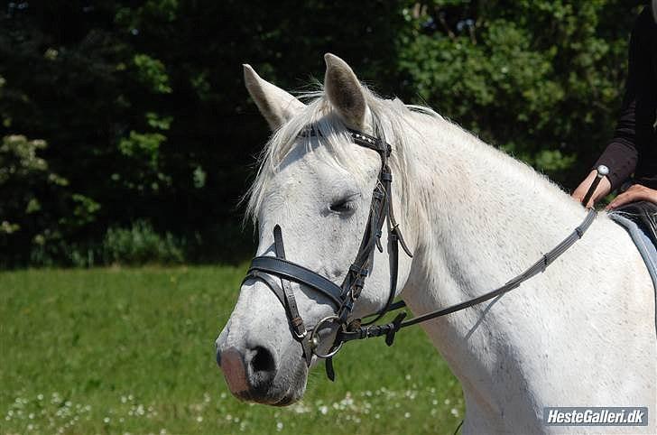 Anden særlig race Laura min prinsesse:) solgt billede 10