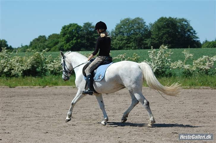 Anden særlig race Laura min prinsesse:) solgt billede 11