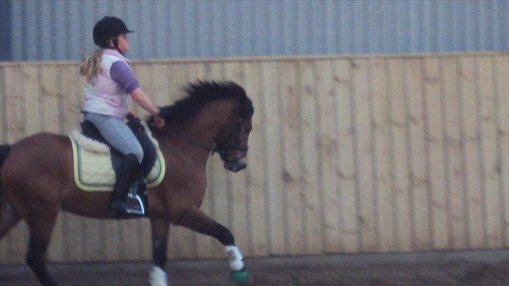 Anden særlig race Buster billede 5