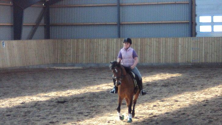 Anden særlig race Buster billede 6