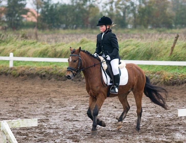 Anden særlig race Buster - 3.plads i Tylstrup Cuppen billede 7