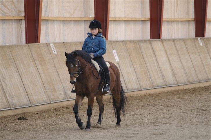 Anden særlig race Buster billede 8