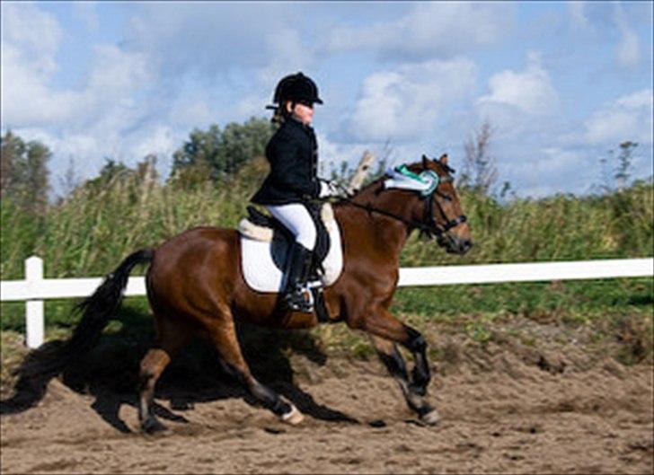 Anden særlig race Buster billede 9