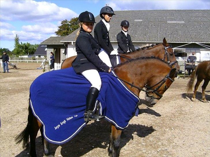 Anden særlig race Buster - Selvom man kun er en liie pony på 123,5 cm.kan man godt blande sig blandt de store.Nibe Cup,2009, vinder af lb1 og lb2 og la1. billede 12