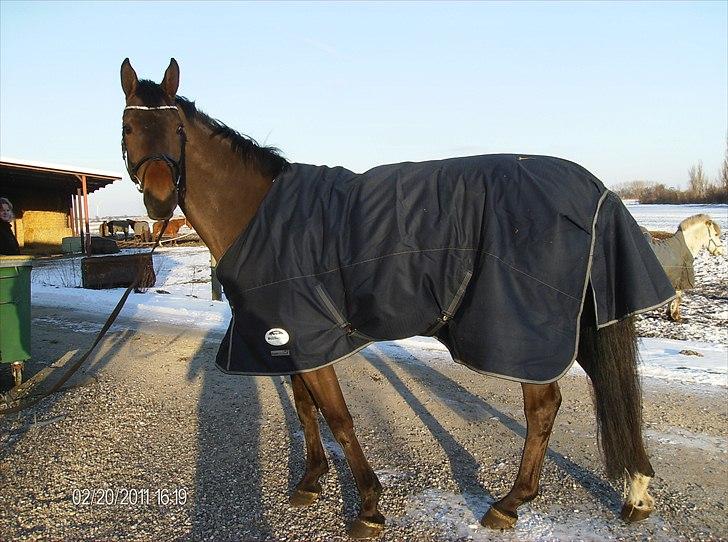 Dansk Varmblod Rts- Caligula billede 2