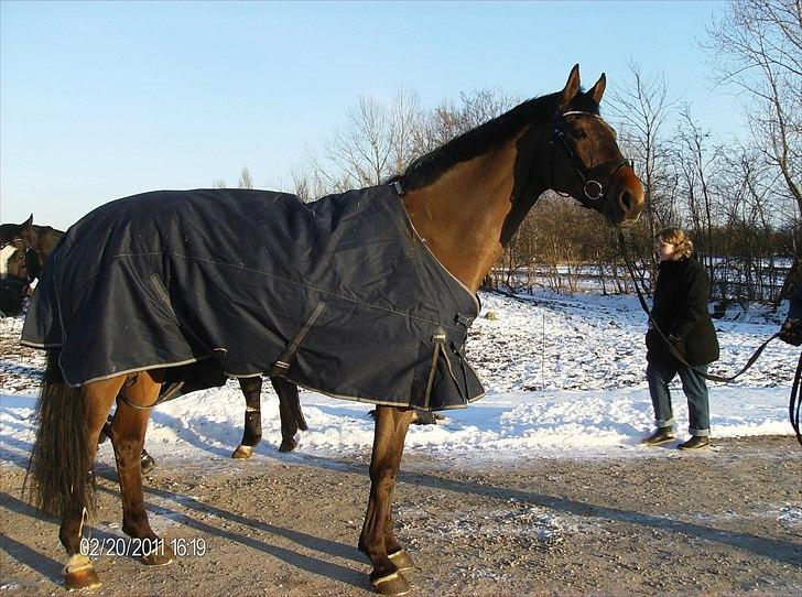 Dansk Varmblod Rts- Caligula billede 3