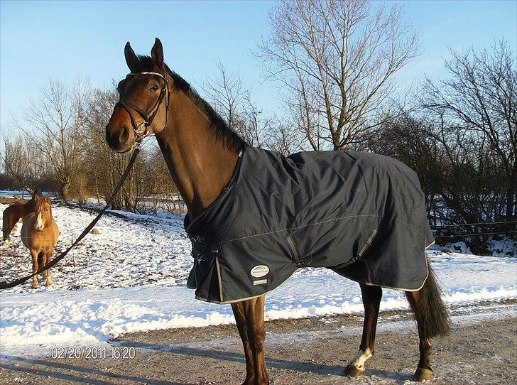 Dansk Varmblod Rts- Caligula billede 4