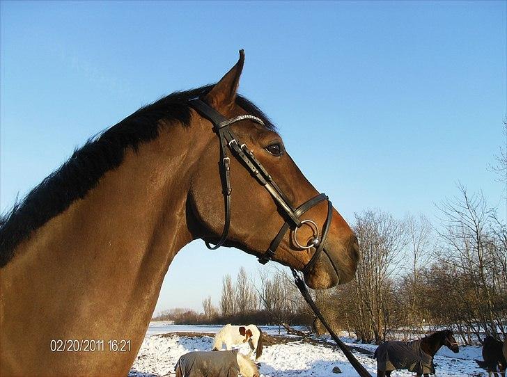 Dansk Varmblod Rts- Caligula billede 5