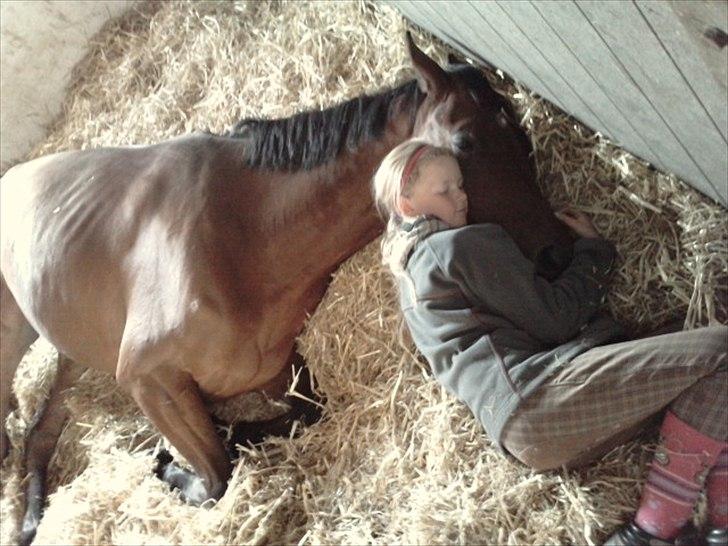 Dansk Varmblod Catlon Ravnes-have - Aflivet billede 15